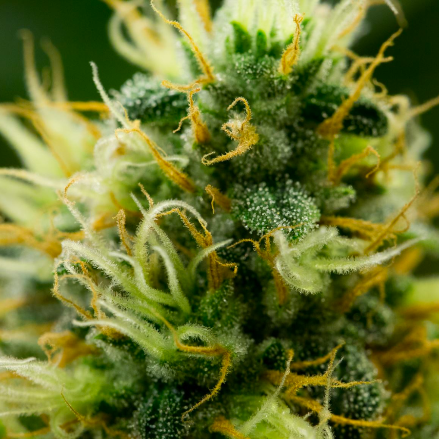 Featured image for “THE VERDES DIFFERENCE: 5 REASONS TO CHOOSE VERDES FLOWER”