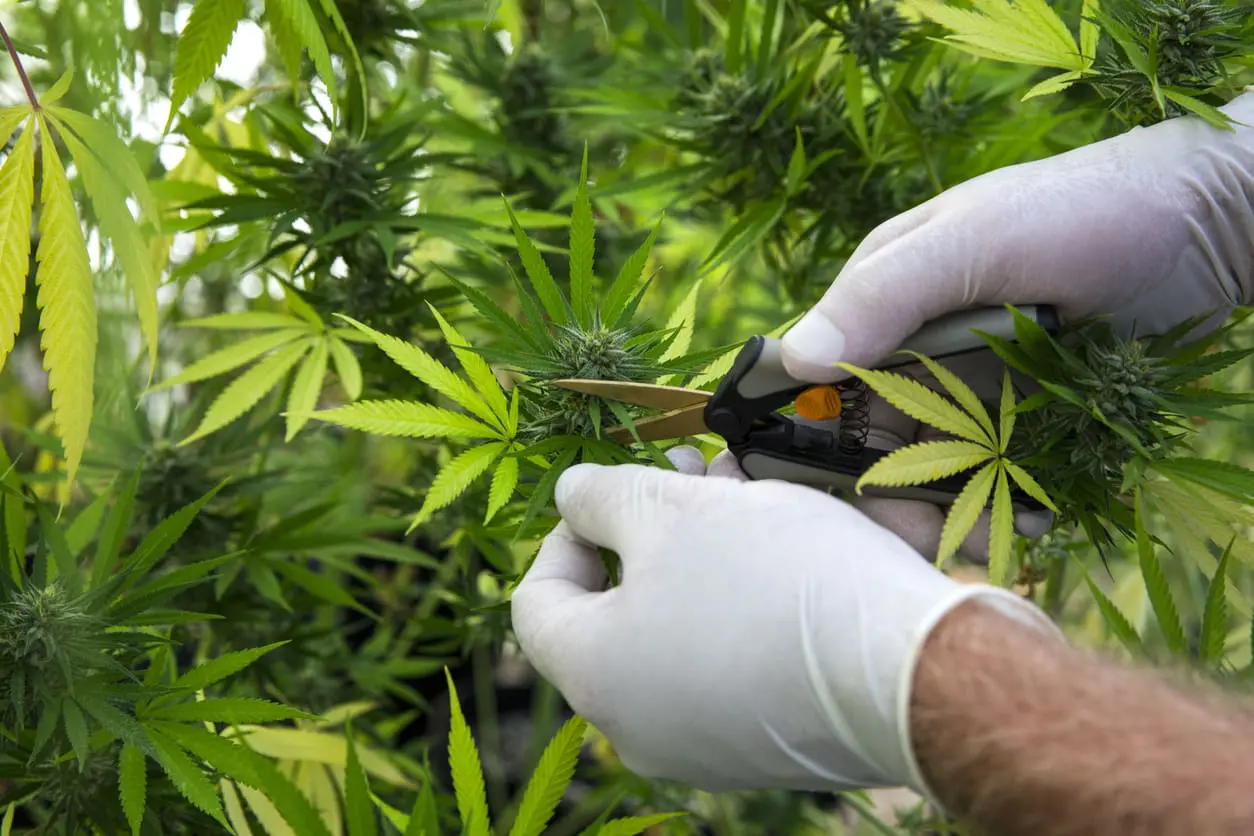 Featured image for “7 Essential Considerations for Selecting the Perfect Local Cannabis Dispensary”