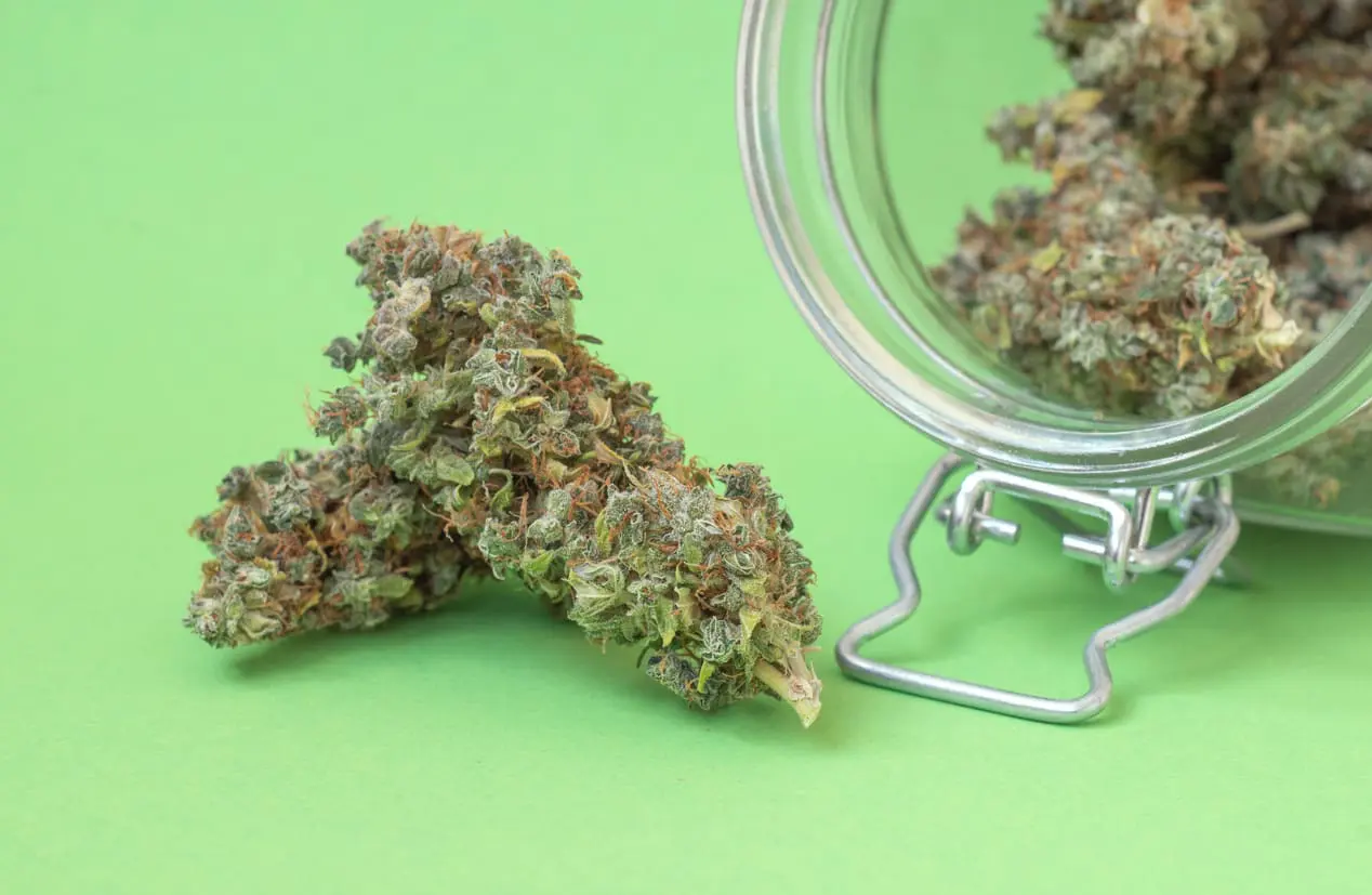 Featured image for “What’s a Cannabis Strain? A Guide to the Best Cannabis Strains”