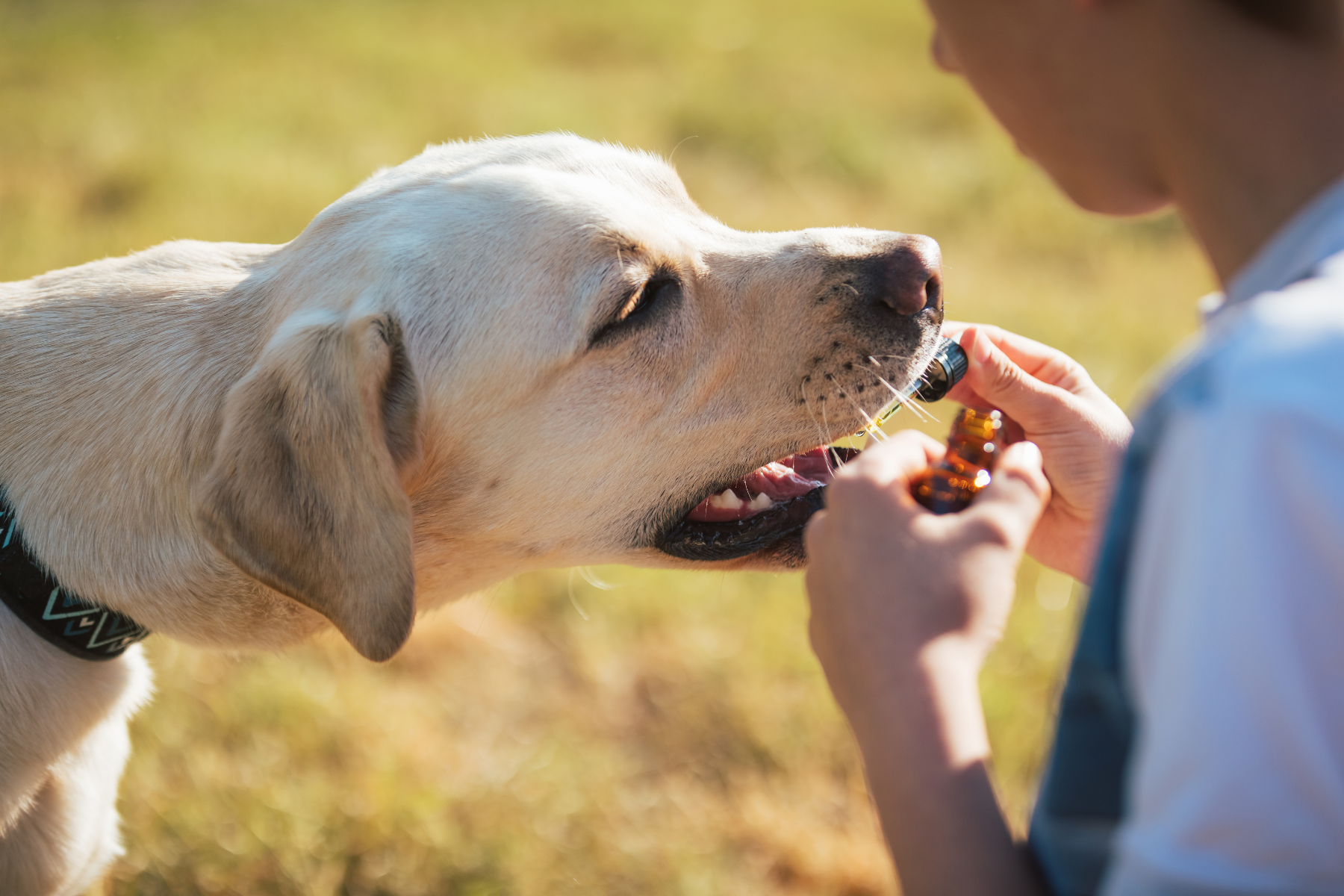 Featured image for “CBD for Dogs: How It Works and When to Use It for Your Pet”