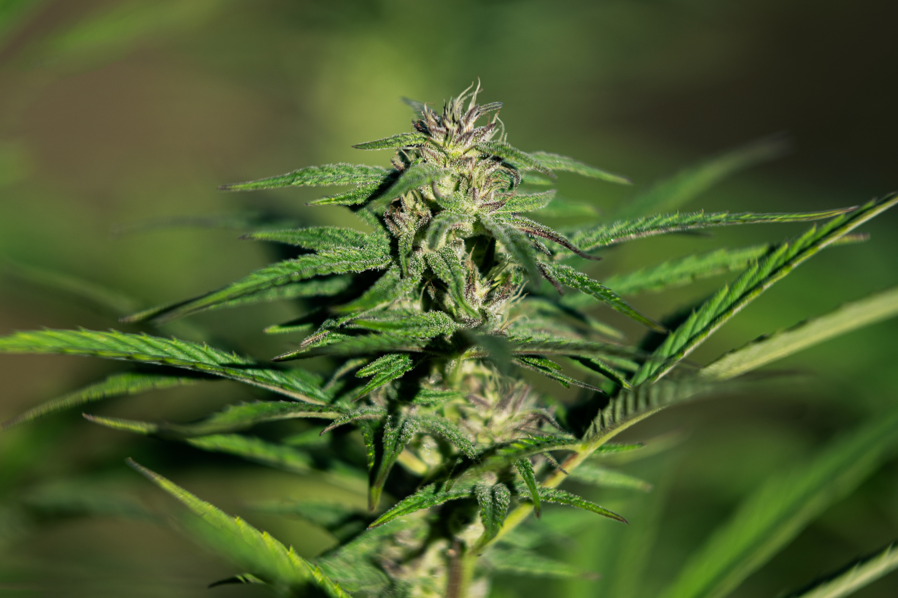 Featured image for “The Simple Guide to Cannabis Terpenes and Their Benefits”