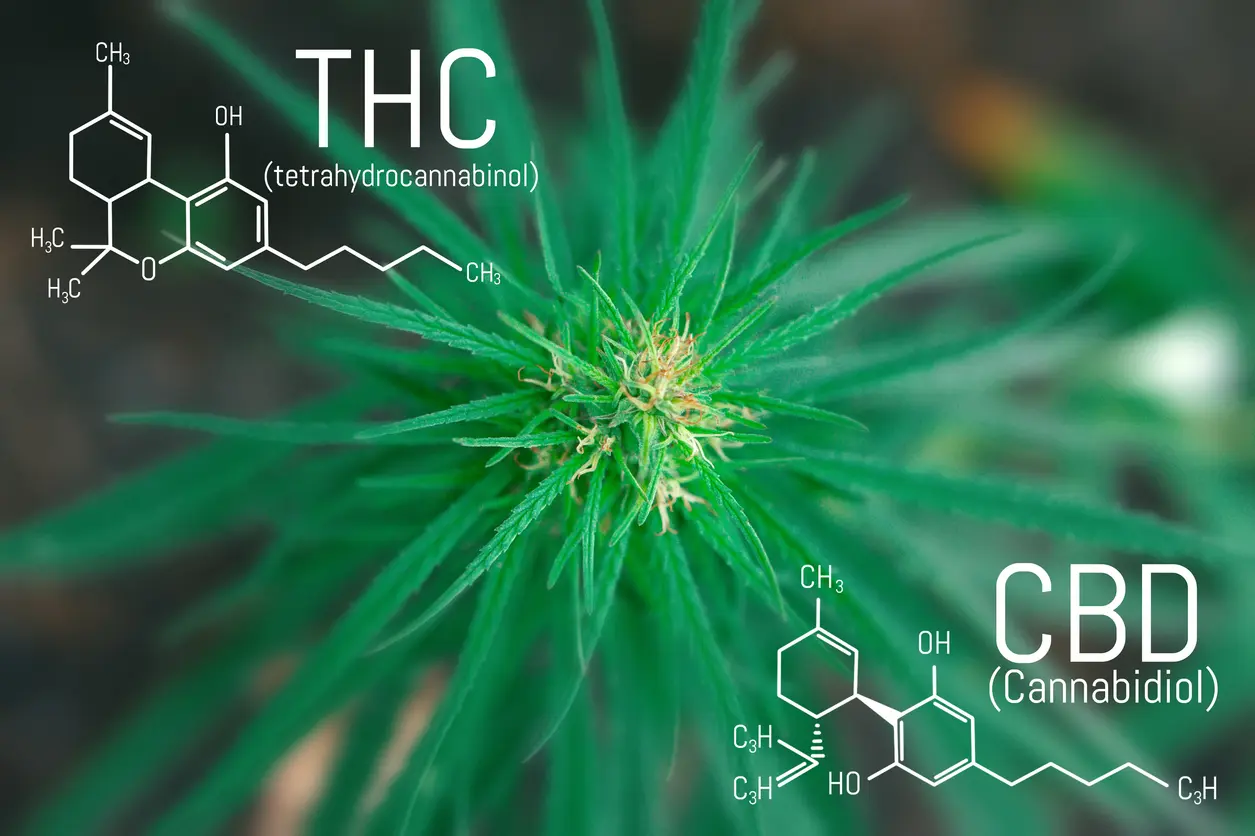 Featured image for “CBD vs THC: Important Differences and Key Benefits”