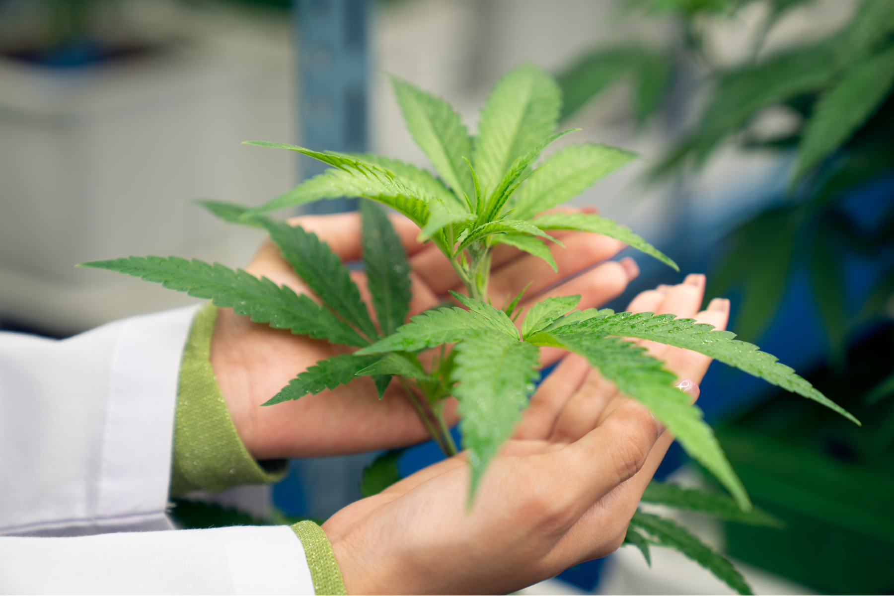 Featured image for “THCA vs THC: What’s the Difference and Which is Best for You”