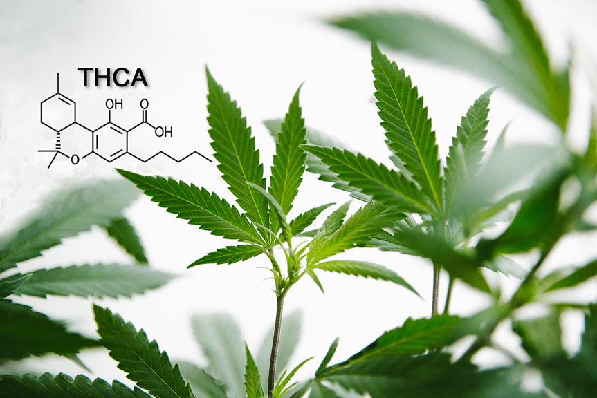 Featured image for “THC-A Difference: Discover Another Verdes Tincture”