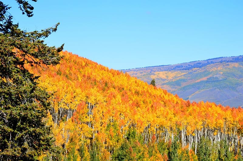 Featured image for “Tips for a Healthy Fall”