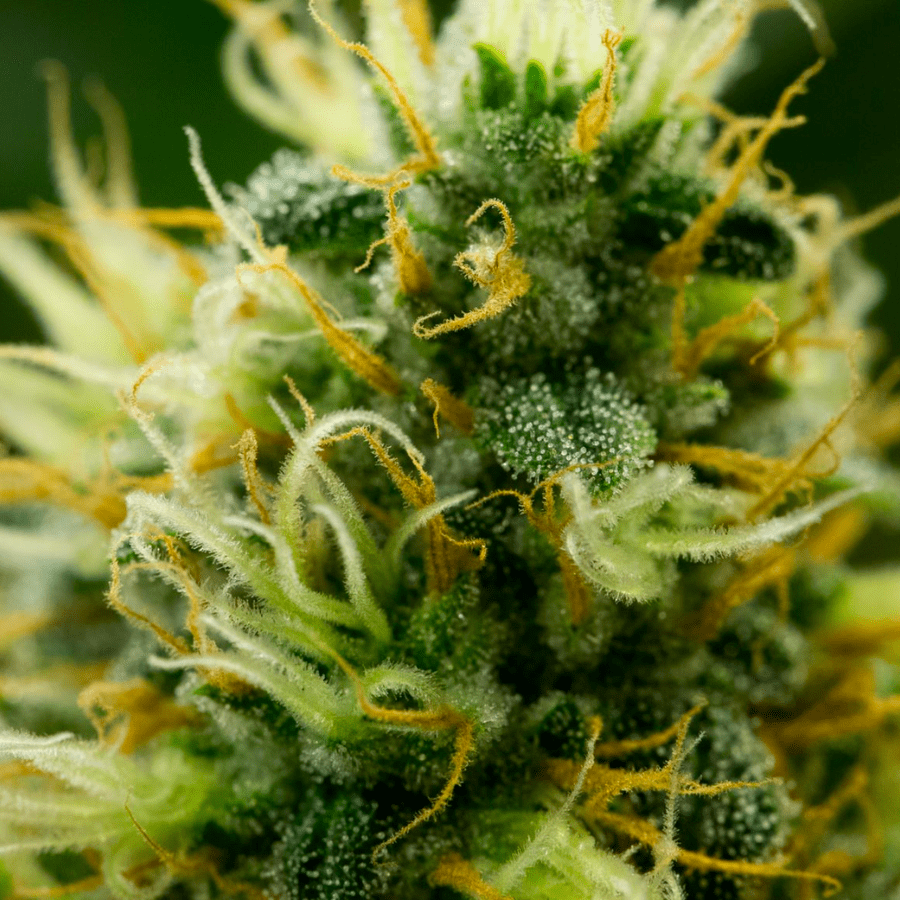 Featured image for “THE VERDES DIFFERENCE: 5 REASONS TO CHOOSE VERDES FLOWER”
