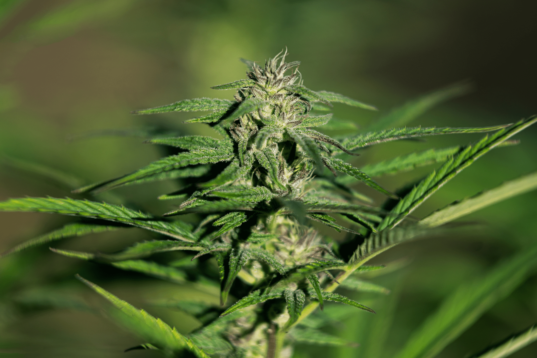 Featured image for “The Simple Guide to Cannabis Terpenes and Their Benefits”