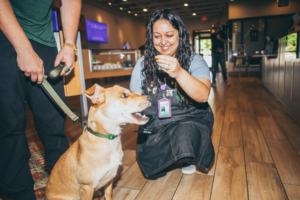 CBD for dogs