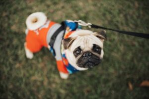CBD for Dogs: pug dog in colorful clothing on a leash enjoying a day in the park.
